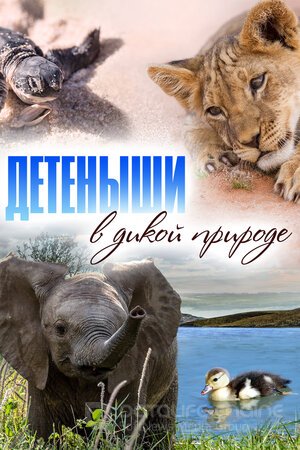 Baby Animals In The Wild (Сериал, 2015) смотреть онлайн на Лордфильм бесплатно в HD