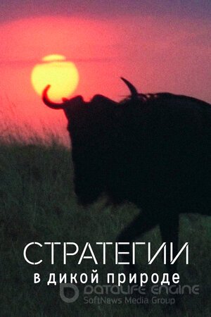 Стратегии в дикой природе (Сериал, 2022) смотреть онлайн на Лордфильм бесплатно в HD