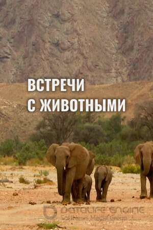 Встречи с животными (Сериал, 2014) смотреть онлайн на Лордфильм бесплатно в HD