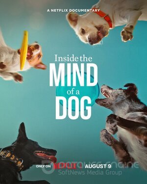 О чем думают собаки (Сериал, 2024) смотреть онлайн на Лордфильм бесплатно в HD